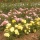 #Eaux florales : mes chouchoutes de l'été